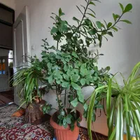 گل طبیعی