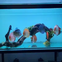 ماهی دیسکس|ماهی|مشهد, کوی ولیعصر|دیوار