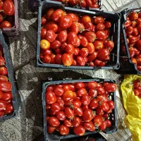 گوجه تازه