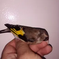 سهره ماده گلبسر نر سینه سرخ نر|پرنده|رباط‌کریم, |دیوار