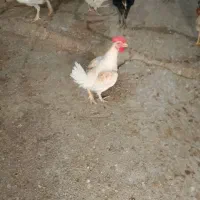 مرغ خروس|حیوانات مزرعه|چرام, |دیوار