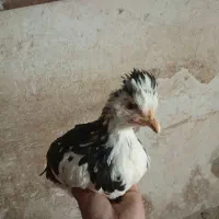 نیمچه مرغ خروس گلین|حیوانات مزرعه|شیراز, احمدآباد|دیوار