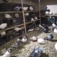 یک لانه کفتر