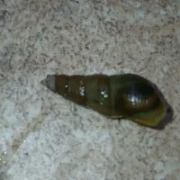 حلزون آکواریوم