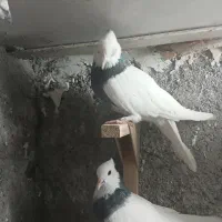 طوق سبز ماده بی عیب|پرنده|شیراز, حومه شیراز|دیوار