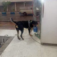 سگ نگهبان