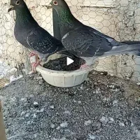 پلاکی مسافتی آلمانی چاپی