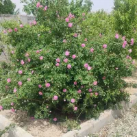 فروش باغچه|فروش زمین و ملک کلنگی|صباشهر, |دیوار