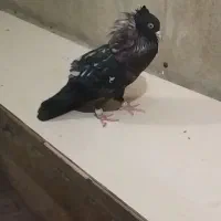 سرک تافتای سرور|پرنده|شیراز, کوی زهرا|دیوار