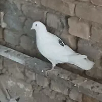 کفتر خوب|پرنده|قم, آزادگان|دیوار