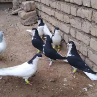 4 جفت کبوتر سیاه پوش ذات دار قشنگ سالم|پرنده|قزوین, |دیوار