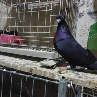 کله سیاه|پرنده|مسجد سلیمان, |دیوار