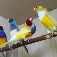 فنچ گلدین کرواتی نرگسی شارکول فول اورنج