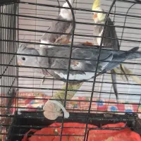 عروس هلندی|پرنده|کردکوی, |دیوار