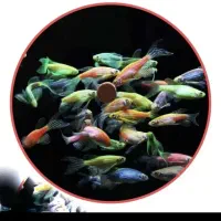 ماهی زبرا مولد باله بلند