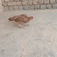 جوجه خروس لاری۲.۵ ماهه - تولکشی و دانگ‌دار واگذاری