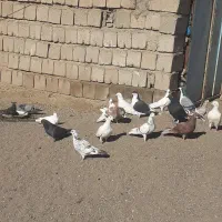 کفتر|پرنده|سراب, |دیوار