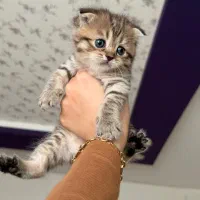 پیشی پیشی های ناز|گربه|گرگان, |دیوار