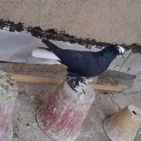 ۲عددکبوتر نر