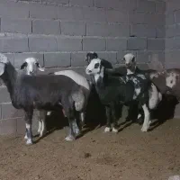 بره قوچی|حیوانات مزرعه|فریمان, |دیوار