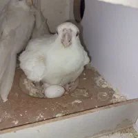 عروس البینو|پرنده|ماهدشت, |دیوار