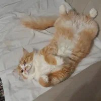 گربه پرشین نر ۹ ماهه