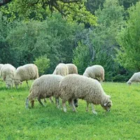 گوسفند نرینه ماده سبک سنگین باهر توان مالی|حیوانات مزرعه|مشهد, نوید|دیوار