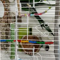 قعس بزرگ و یک جفت کوتوله|پرنده|قم, بوستان علوی|دیوار