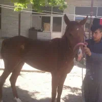 اسب پالونی|اسب و تجهیزات اسبسواری|بن, |دیوار