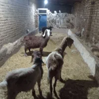 12عدد 3 عددبز یک عدد تکه پاکستانی و8عدد گوسفند|حیوانات مزرعه|بوئین زهرا, |دیوار