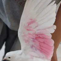 یک جفت کفتر سفید پاک حندقی