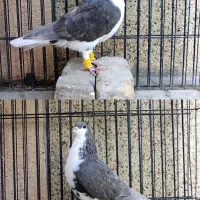 ماده خشرنگ قهوه ای