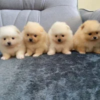 پامرانین سفید سایز صفر