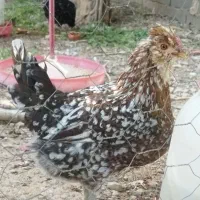 تخم مرغ گلین