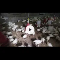 جوجه بوقلمون بیوتی 6درجه 1