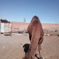 شتر پروار آرام نر|حیوانات مزرعه|نهبندان, |دیوار