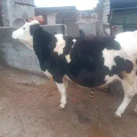 گاو سیمتال|حیوانات مزرعه|لیلان, |دیوار