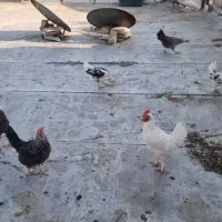 مرغ تخمگذار|حیوانات مزرعه|شاهین‌شهر, خانه کارگر|دیوار