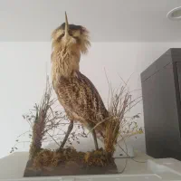 مجسمه پرنده بزای دکور