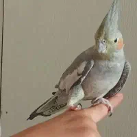 یک عدد عروس هلندی نر دستی به همراه غذا
