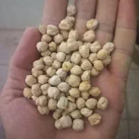 نخود بهاره منطقه سنجابی