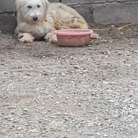 سگ پشمی تمیز