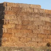 کاه پرس گندم