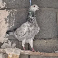 کفترسوسکی پرشی نر|پرنده|آشخانه, |دیوار