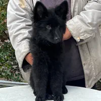 سگ ژرمن شپرد بلک ماده دوماهنیم موبلند فی ۲۵ م ت