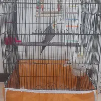 عروس هلندی نر وماده