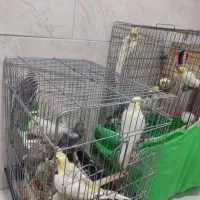 عروس هلندی