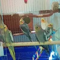 عروس هلندی