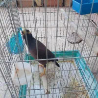 پرنده مینا سخنگو