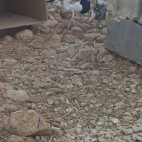 کبوتر طوقی